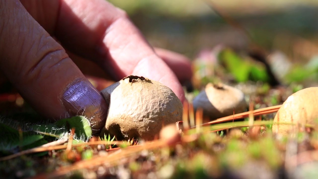 How Puffballs Release Spores 