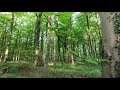 Bottrop Forest Virtual Walk In 4К (Go Pro 8 Hero Black)
