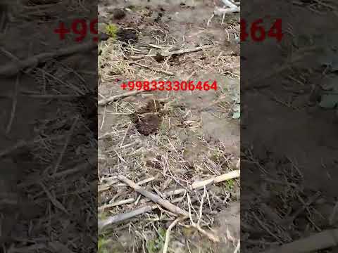 Безпасредник усталаридан#andijon #самарканд#иссикхона#хоразм