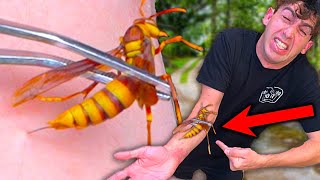 STUNG by an EXECUTIONER WASP 7 times!