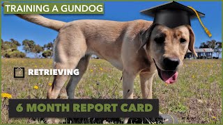 End Of year Report Card  Ruby Training a Gun Dog Episode 4