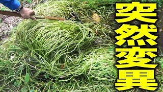 100年放置した池から奇怪すぎる植物でてきた   【ポツンと一軒家の池の水全部抜く#2】