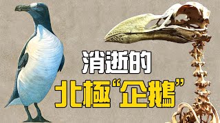 企鵝名字的真正主人:大海雀丨人類如何用300年的時間消滅北極的“企鵝”大海雀的?為了保護這個物種反而促成了它們的滅絕丨大海雀丨近代生物丨滅絕事件