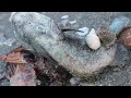 皮皮赶海捡到大包公鱼，石缝边露着一个头在呼吸，这可是条猛货呀