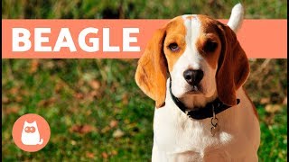 beagle origin