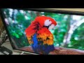Обзор ТВ Artel 32a9000 Smart самый лучший смарт в своей цене Обзор ТВ Artel 32a9000 Smart самый лучший смарт в своей цене