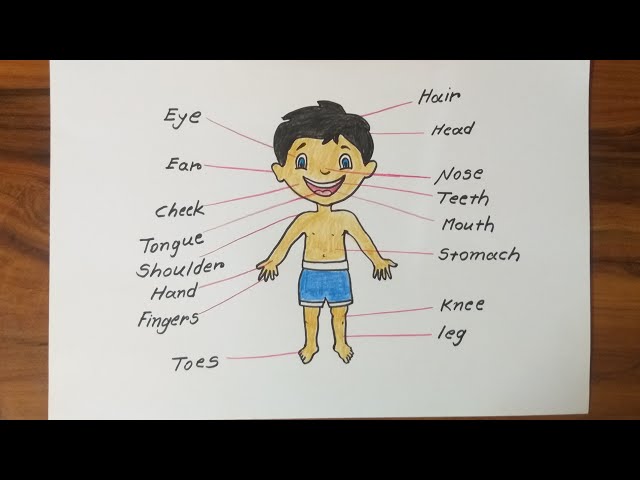 Let's Draw a Body Map-Good Nutrition (Head to Toe) by Patty Fernandez Artist