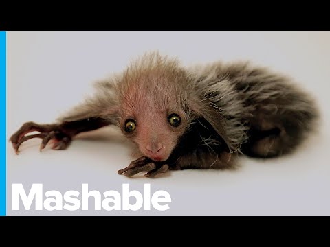 Video: Bedreigde Aye-Aye Geboren In De Dierentuin Van Denver