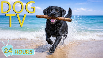 DOG TV for Dogs to Watch: Best Videos Entertain Dogs Home Alone with Relax Music - Music for Dogs