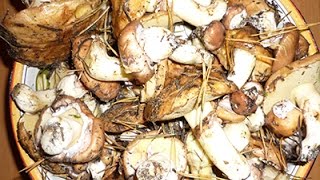 Маслята, маринованные на зиму Маслята, маринованные на зиму