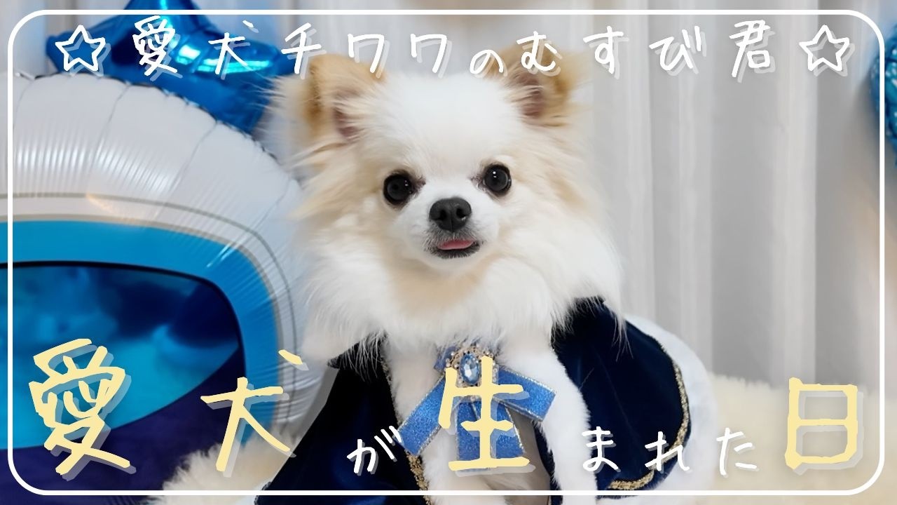 【むすび生誕祭🐶】愛犬むすび君が2歳の誕生日を迎えました‼︎ 美味しいケーキに誕生日プレゼント🎁 そして最後に衝撃の結末が‥