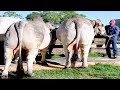 Grey Brahman bulls going to collection center | JD Hudgins Ranch