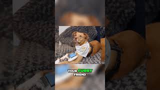 Top 5 Pet Friendly Hotels  La Quinta Inn & Suites