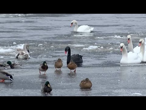 Video: Juodoji gulbė yra kilnus paukštis