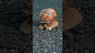 The Tiny Snail That Kills 200,000 People Every Year 😱 (World’s 2nd Deadliest Creature!