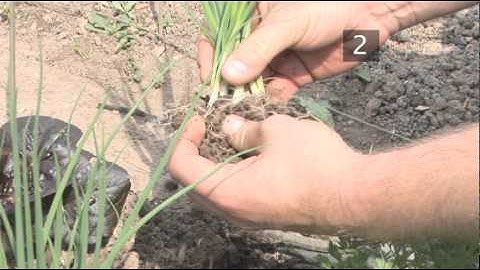 How To Harvest Spring Onions