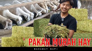 PAKAN MURAH HAY BIAYA 20 RIBU SEHARI UNTUK 70 EKOR DOMBA KURAWA FARM