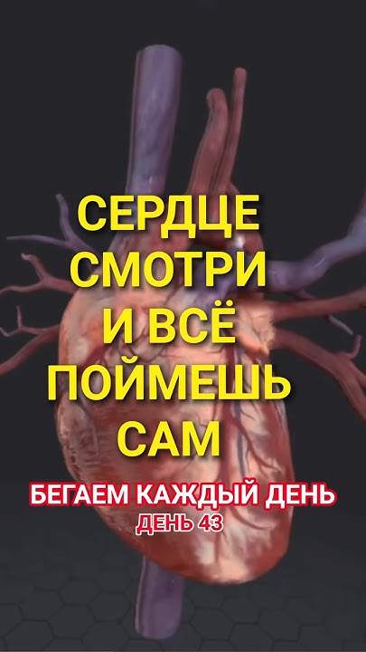 Сердце. Систола и диастола. Смотри и всё поймешь сам - YouTube