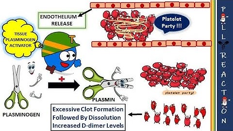 D-dimer test | How D-dimer is produced in corona virus infection?