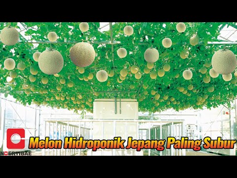 Pertanian Melon Jepang Yang Mengagumkan Secara Hidroponik | Mari Kita Intip Prosesnya