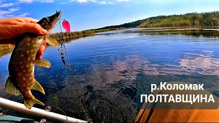 видео: ✅️ ТРАВИ ЩЕ БІЛЬШЕ ❗️ Проходить Тільки Одна Приманка ❗️ Звіт з Рибалки 🎦 м.Полтава, р.Коломак картинка: ✅️ ТРАВИ ЩЕ БІЛЬШЕ ❗️ Проходить Тільки Одна Приманка ❗️ Звіт з Рибалки 🎦 м.Полтава, р.Коломак