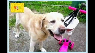 Дети с лабрадором гуляют на площадке и кормят мясом. Kids and a dog on the Playground. Дети с лабрадором гуляют на площадке и кормят мясом. Kids and a dog on the Playground.