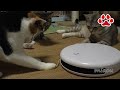 ペットセーフの玩具と猫達【瀬戸の三毛猫日記】 Cat's play with PetSafe Toy