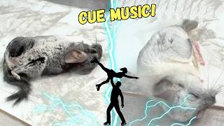 Chinchilla Pairs Figure Dusting ⛸️