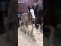BUDWEISER CLYDESDALES WELCOME NEW FOAL