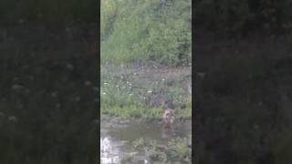 Hawk Walks Around In The Water