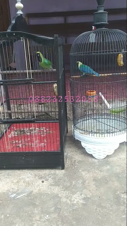 Cucak Ijo Medan Kepala Kuning VS Cucak Ranti