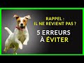 Apprendre le rappel  son chien  3 exercices pratiques