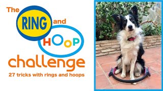 Border collie ring and hoop challenge