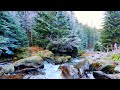 Escape to Winter Wonderland with Mountain Stream in Snowy Forest Video
