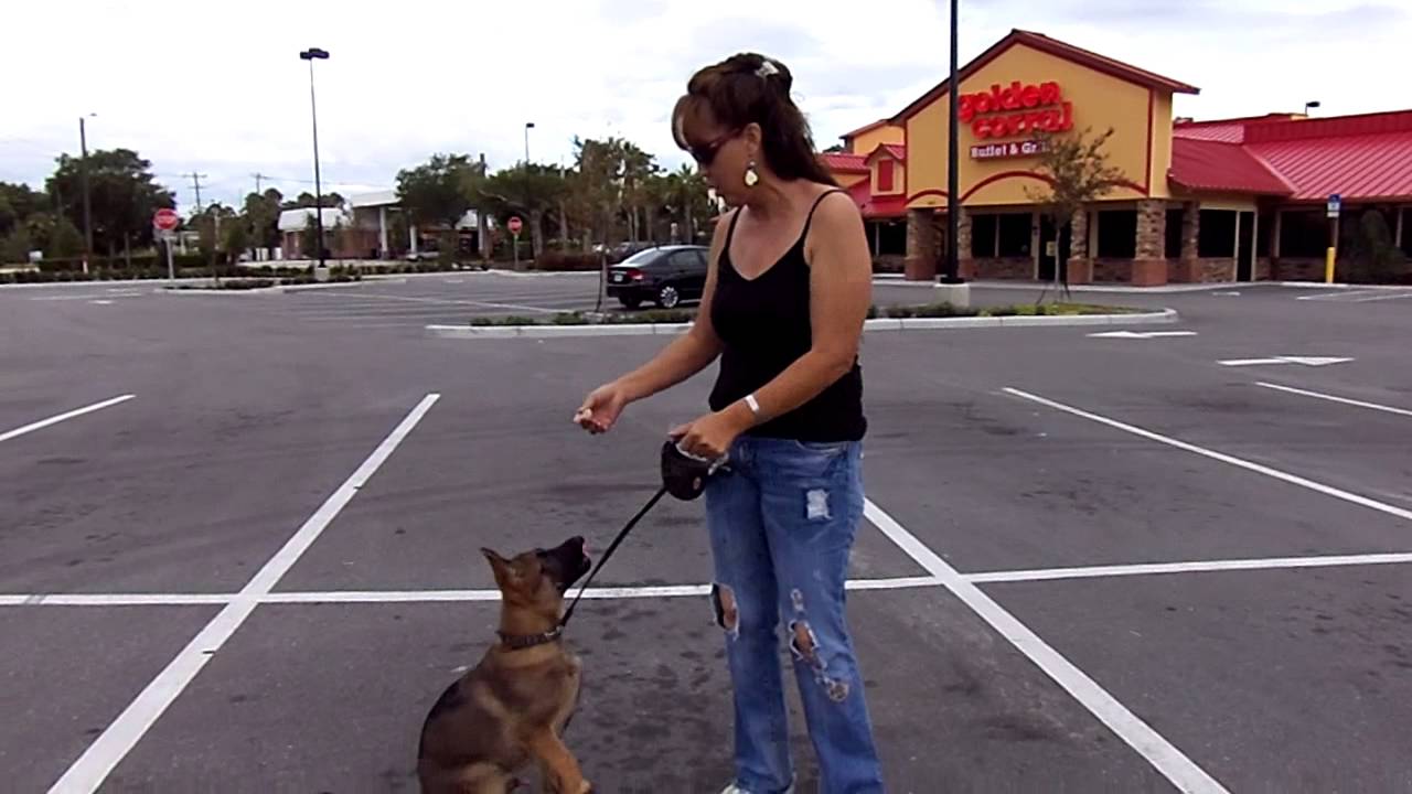 leash training german shepherd puppy