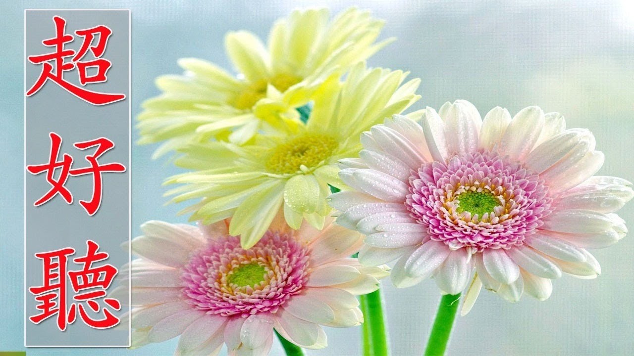 超好聽🌹30 首你一定喜歡的恰恰音樂合集【悅耳動聽 輕鬆愉快 值得收藏 】 輕音樂 Relaxing Chinese Music