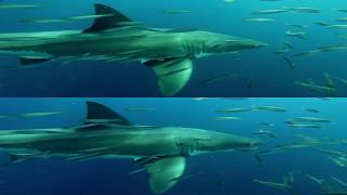 3D TnB 12lg docu shark