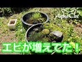 エビの謎大量死と大量出現 メダカとネコ8 ビオトープのある暮らし 真夏編