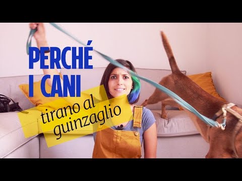 Video: Perché I Cani Tirano Fuori La Lingua?