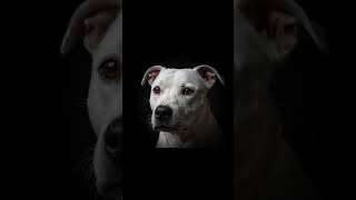 Staffordshire Bull Terrier White Macro | Dark Art #Shorts #DarkArt #AimaxOps