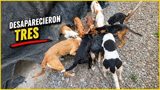 Pobres perritos están hambrientos! 