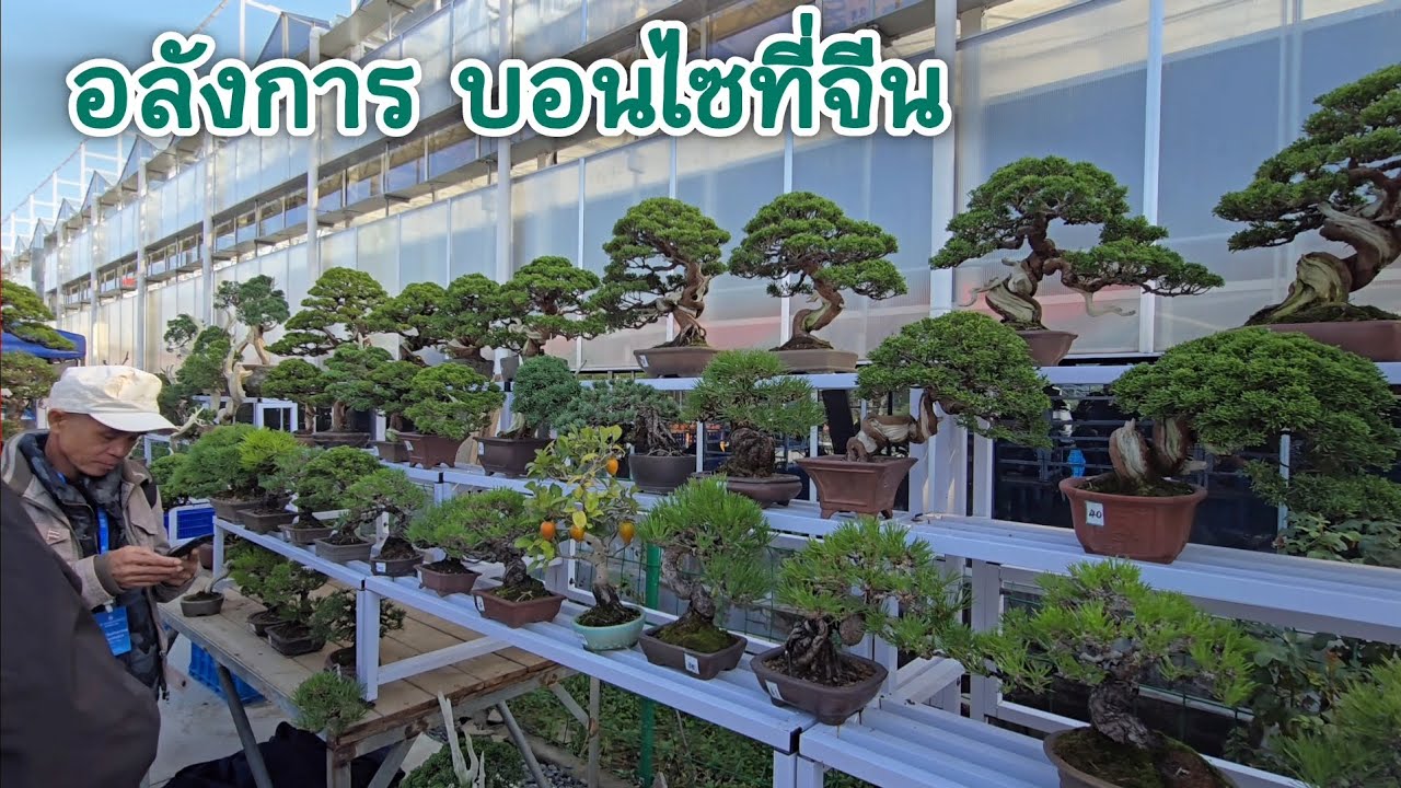 Позвольте мне провести для вас экскурсию по деревьям бонсай в Китае; могу сказать, что каждое из ...