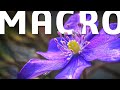 This is why macro photography is so amazing  sigma 105mm f28 macro