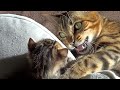 Mother Cat Burst of joy Because of Her Kittens