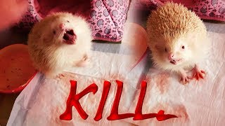 Еж альбинос-убийца!!! Опасные игры с ежом! Hedgehog killer! Ежик, ежи, ежики.