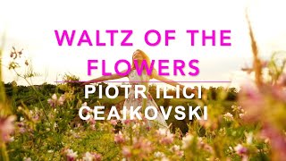 Tchaikovsky’s Waltz of the Flowers: A Journey through Classical Music Mastery