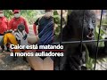 ¡El calor los está matando! Instalan centro veterinario en Tabasco para ayudar a monos aulladores