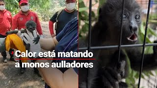 ¡El calor los está matando! Instalan centro veterinario en Tabasco para ayudar a monos aulladores