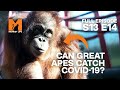 S13E14 | Alison Temporarily Closes The Park As Covid-19 Spreads | Monkey Life | Beyond Wildlife