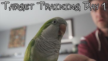 Target Clicker Training with Our Green Cheek Conure Parrot